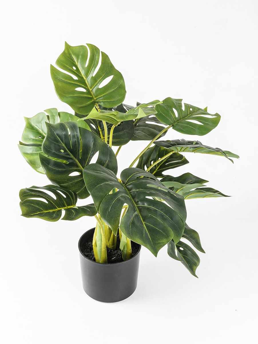 PLANTA PHILODENDRO ELISA S