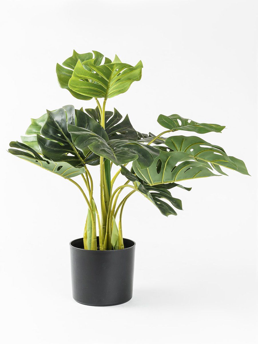 PLANTA PHILODENDRO ELISA S