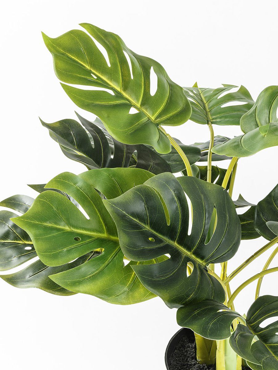 PLANTA PHILODENDRO ELISA S