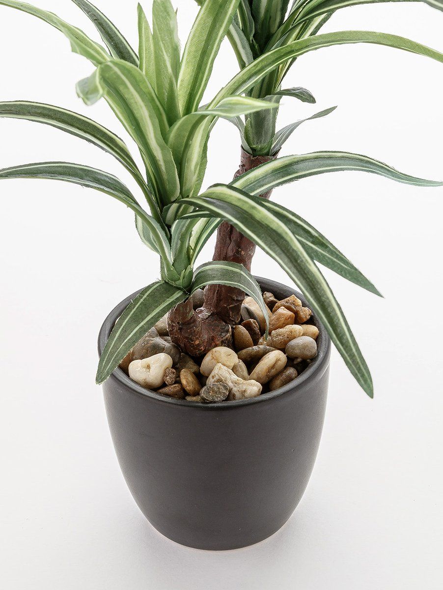 MACETA DRACENA ELISA BLACK