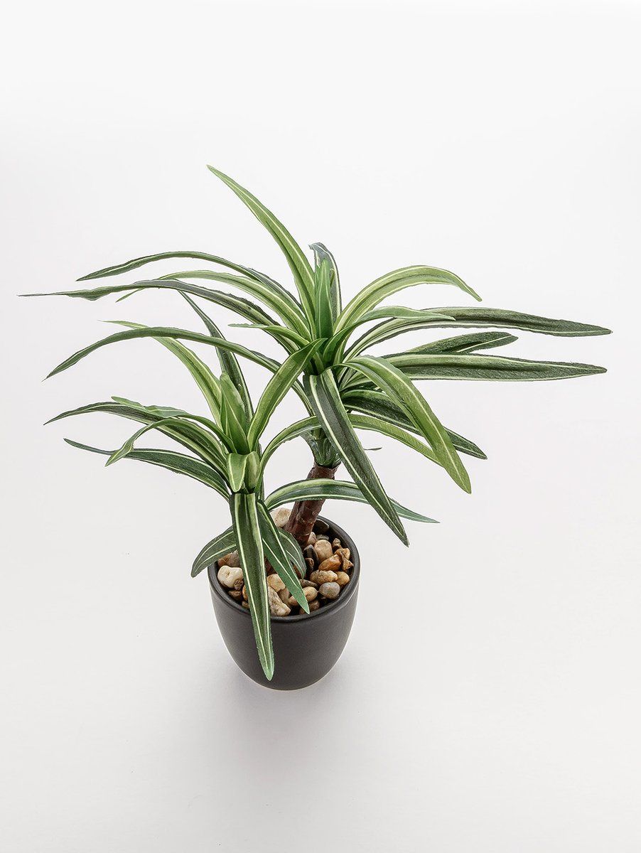 MACETA DRACENA ELISA BLACK