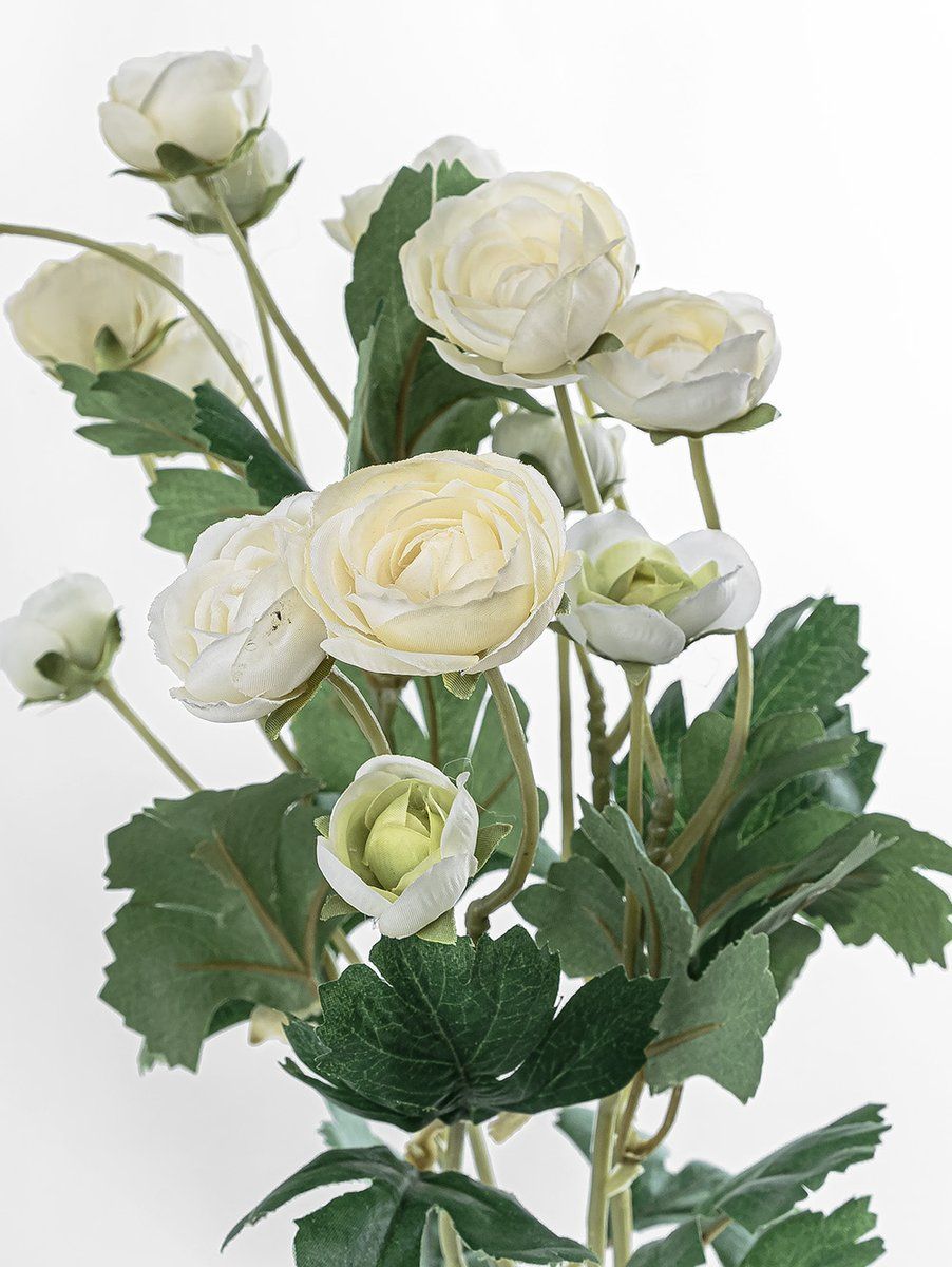 RANÚNCULOS BLANCOS
