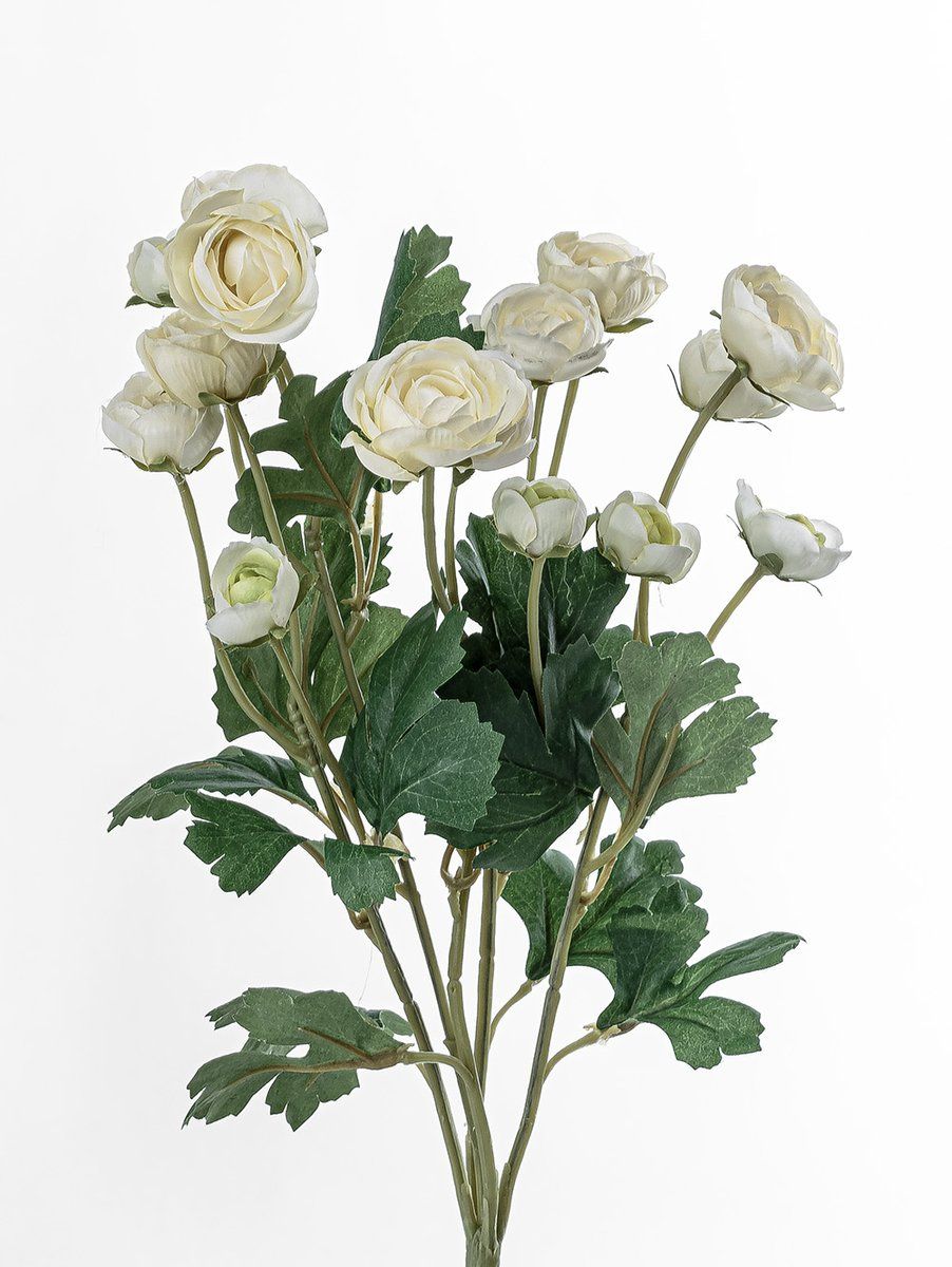 RANÚNCULOS BLANCOS