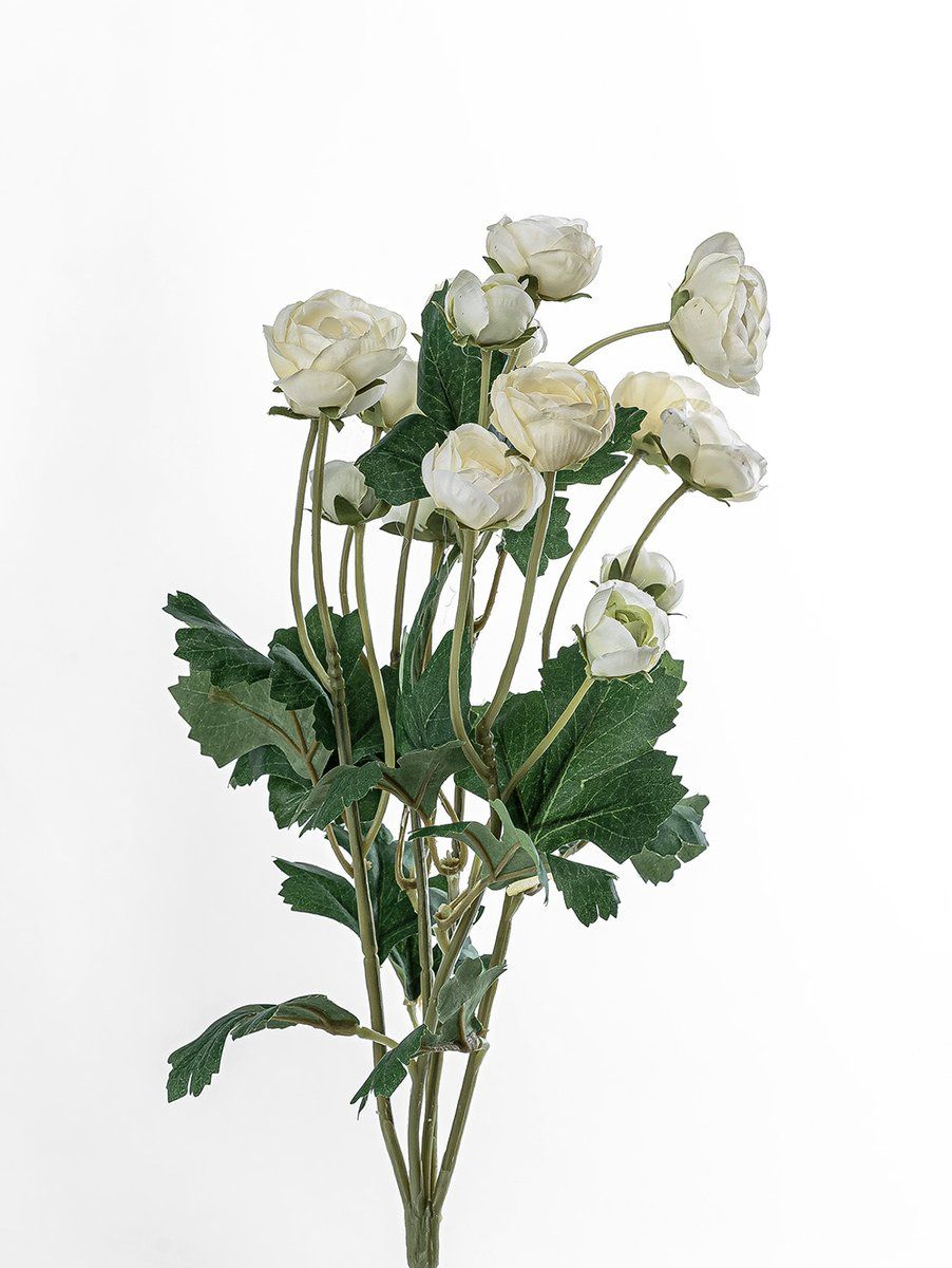 RANÚNCULOS BLANCOS