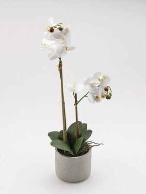 ORQUIDEA GIULIA L CEMENTO