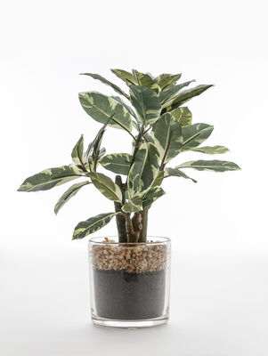 MACETA FICUS ALTISSIMA GLASS