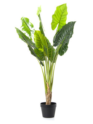 PLANTA PHILODENDRO ELISA L