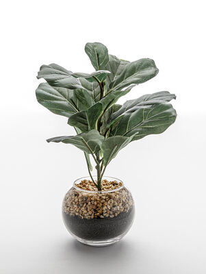 MACETA FICUS LYRATA GLASS