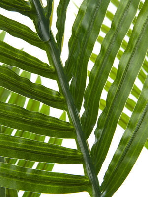 PALMERA ELISA - Second Image