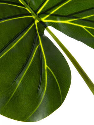 PLANTA PHILODENDRO ELISA L - Second Image