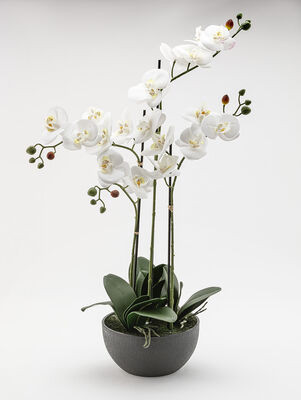 ORQUIDEA ALICE WHITE