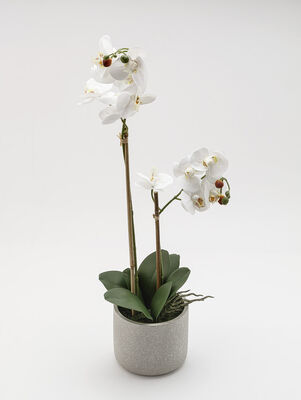 ORQUIDEA GIULIA L CEMENTO