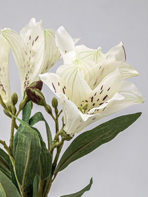 VARA LIRIO - Second Image