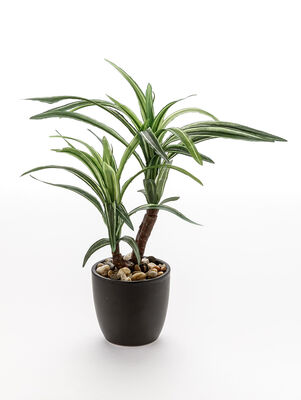 MACETA DRACENA ELISA BLACK - Second Image