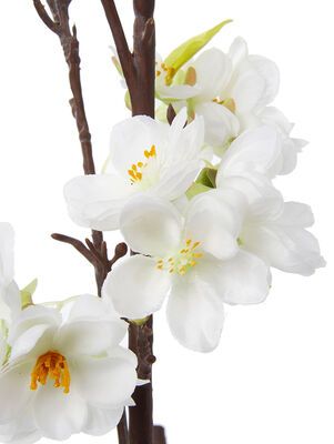 VARA CEREZO - Second Image