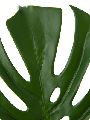 HOJA PHILODENDRO ELISA M - Second Image