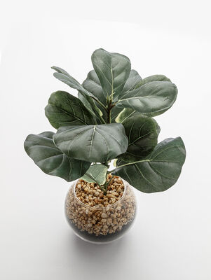 MACETA FICUS LYRATA GLASS - Second Image