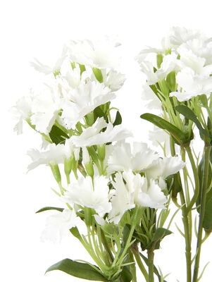 VARA CLAVEL BLANCO - Second Image