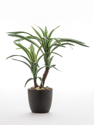 MACETA DRACENA ELISA BLACK