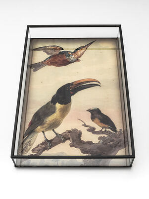 BANDEJA TOUCAN