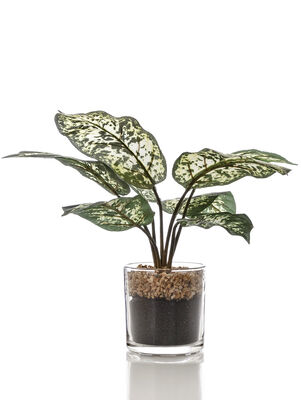 MACETA CHINESE EVERGREEN GLASS
