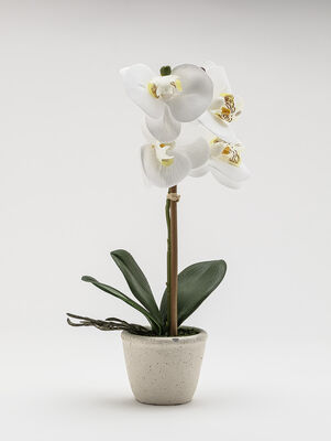 ORQUIDEA GIULIA M WHITE