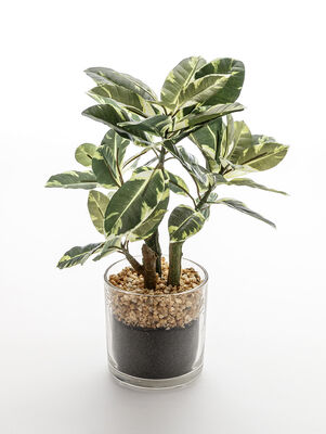 MACETA FICUS ALTISSIMA GLASS - Second Image