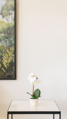 ORQUIDEA GIULIA M WHITE - Second Image