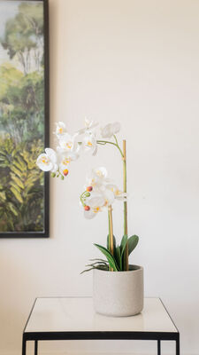 ORQUIDEA GIULIA L CEMENTO - Second Image