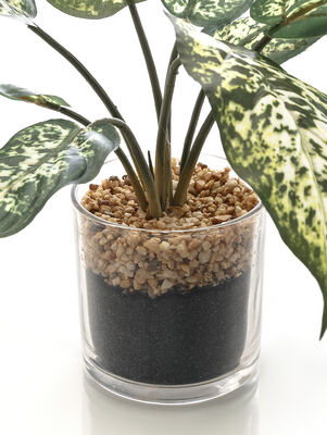 MACETA CHINESE EVERGREEN GLASS - Second Image