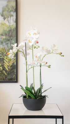 ORQUIDEA ALICE WHITE - Second Image