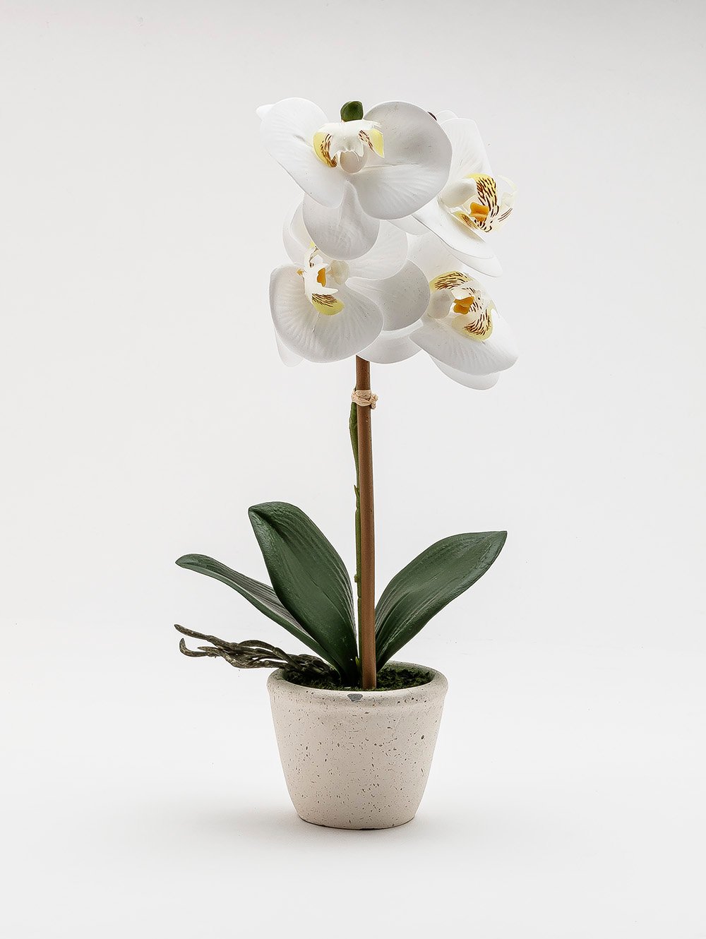 ORQUIDEA GIULIA M WHITE image number null