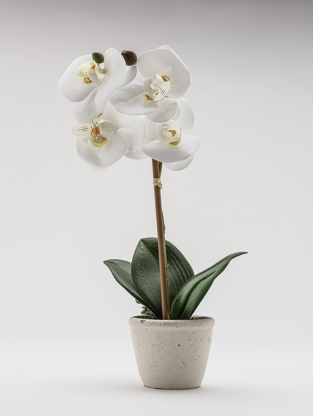 flores artificiales-ORQUIDEA GIULIA M WHITE-TOP-3.jpg image number null