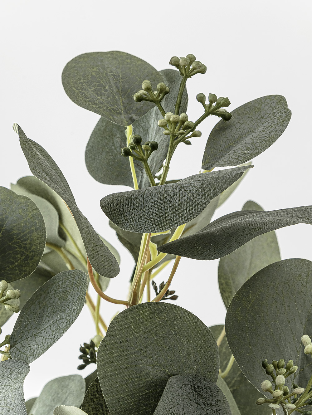 RAMO EUCALIPTO ELISA image number null