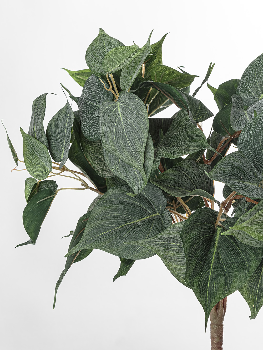 POTUS RAMO image number null