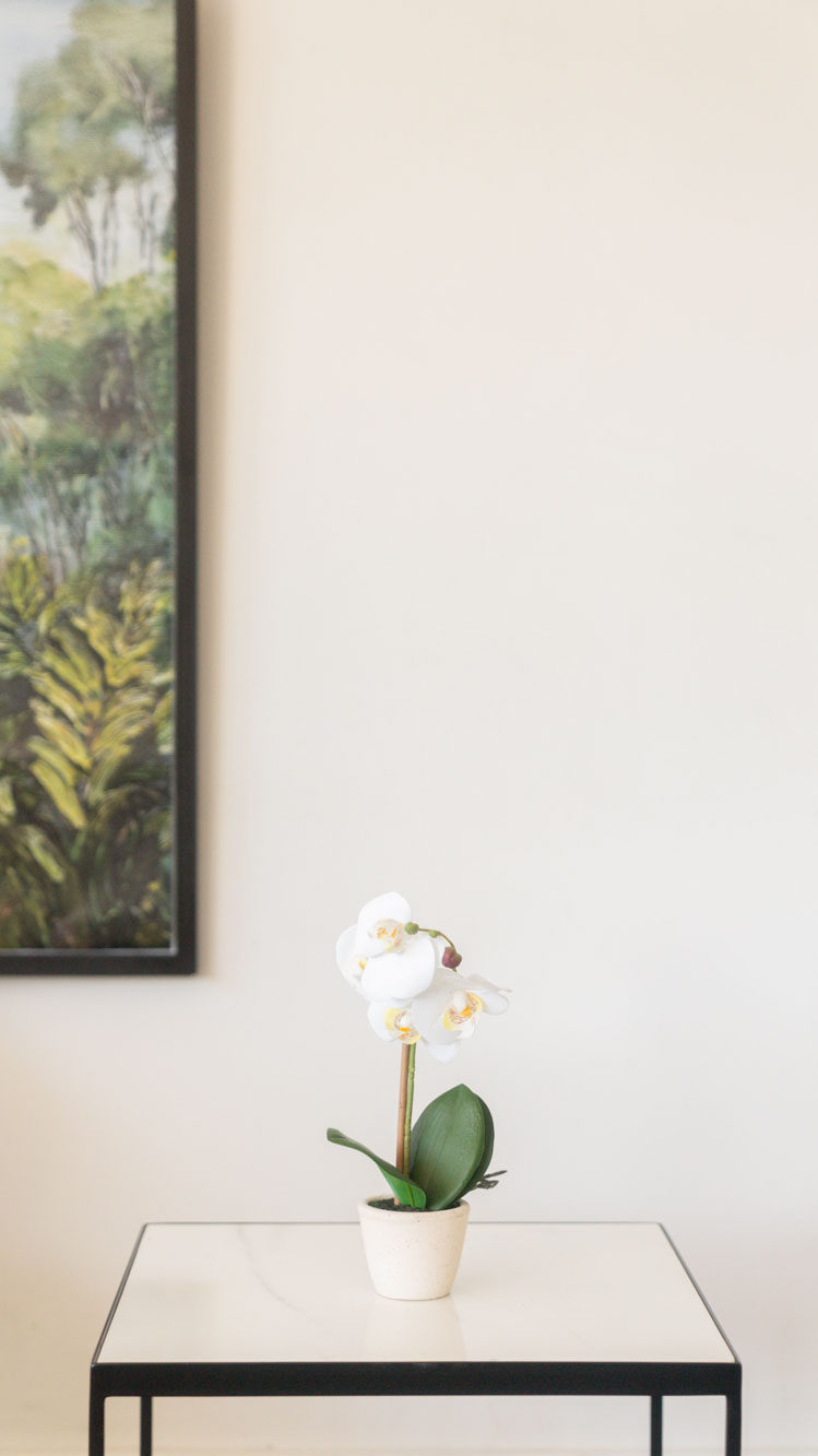 ORQUIDEA GIULIA M WHITE image number null