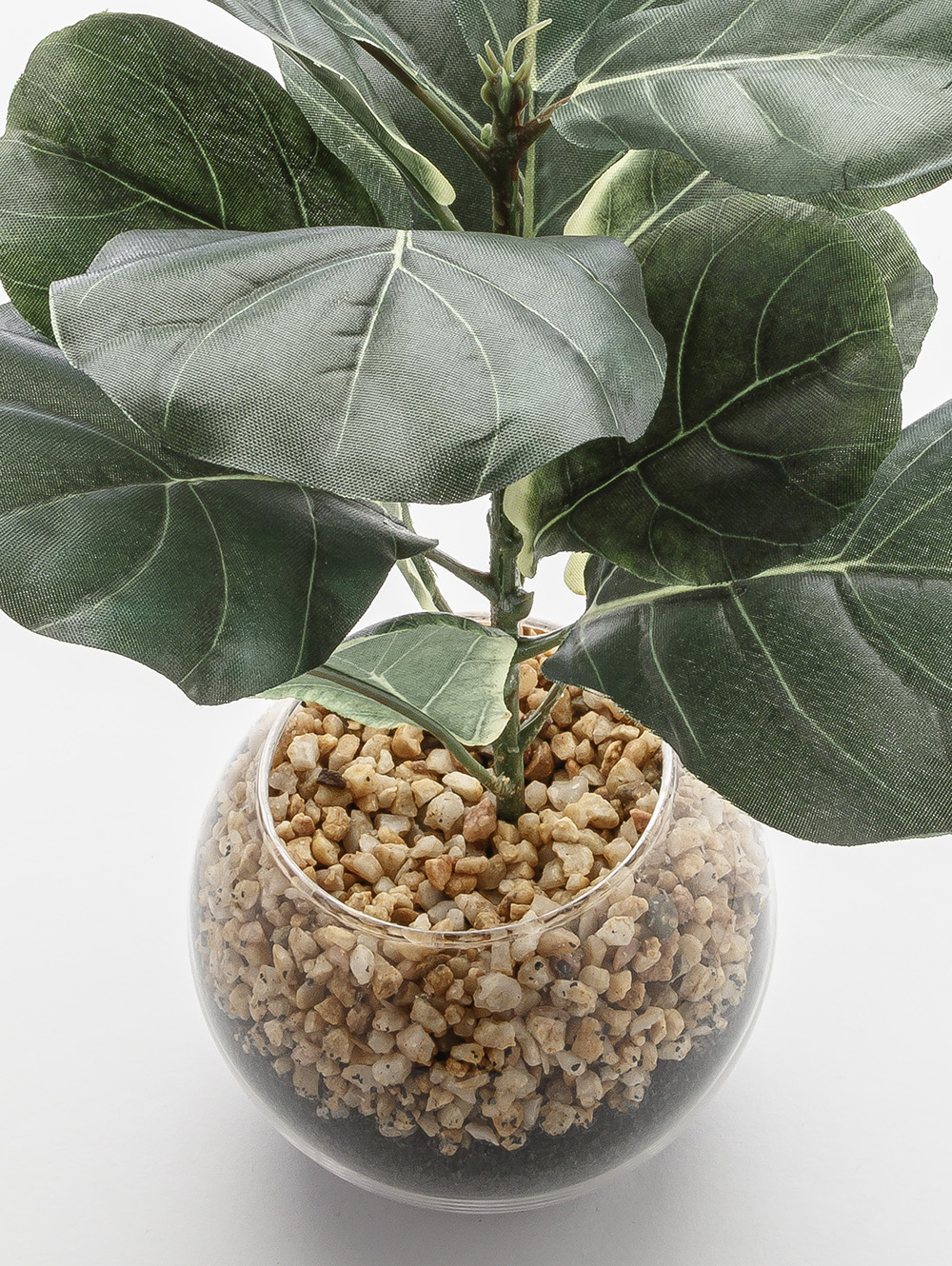 maceta-MACETA FICUS LYRATA GLASS-LC CISNES-1.jpg image number null