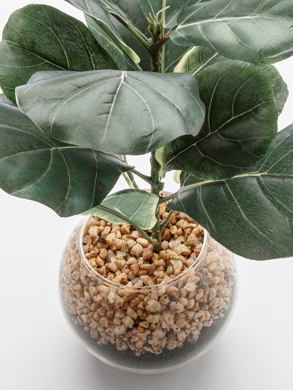 maceta-MACETA FICUS LYRATA GLASS-LC CISNES-1.jpg image number null