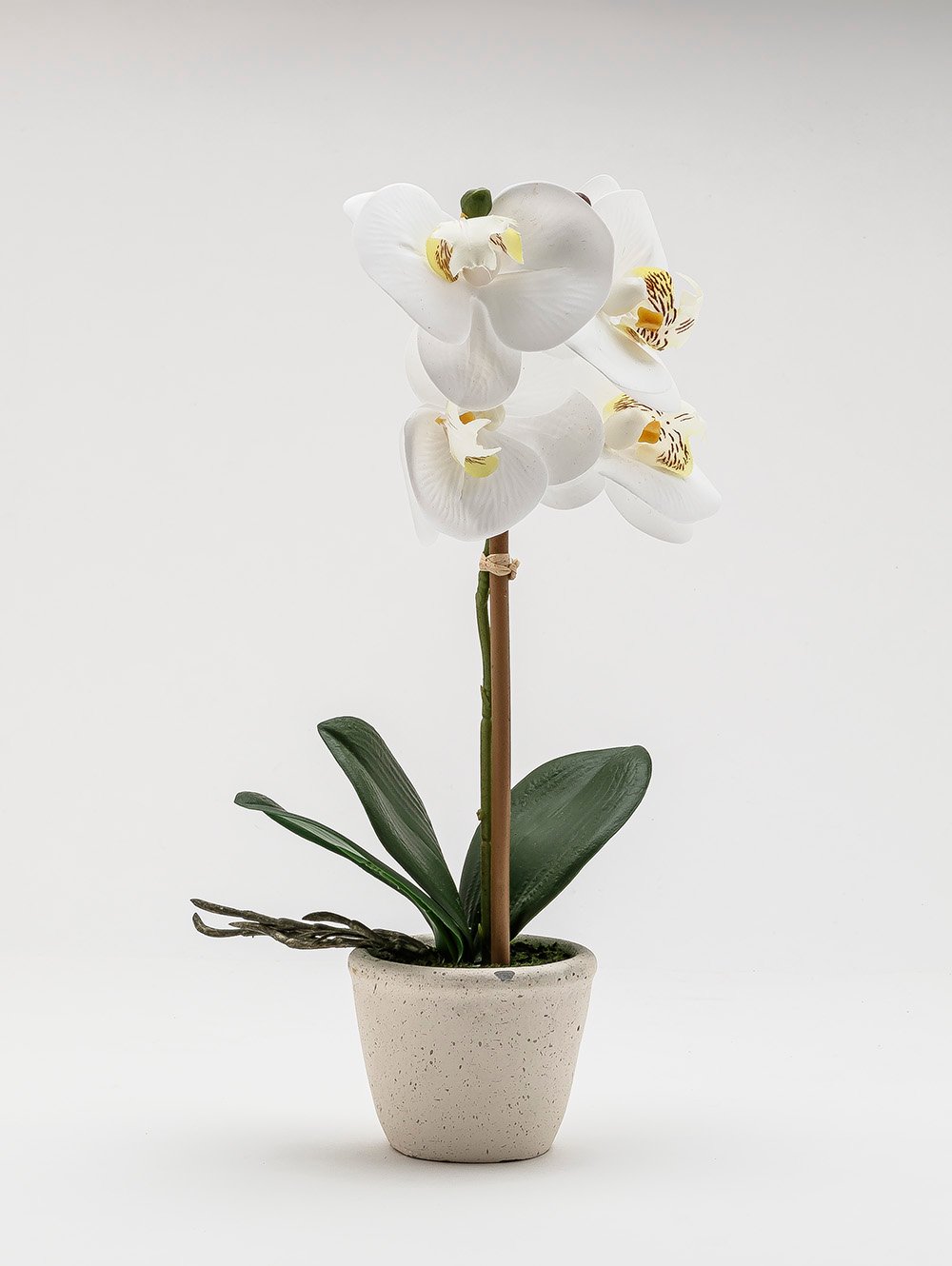 ORQUIDEA GIULIA M WHITE image number null