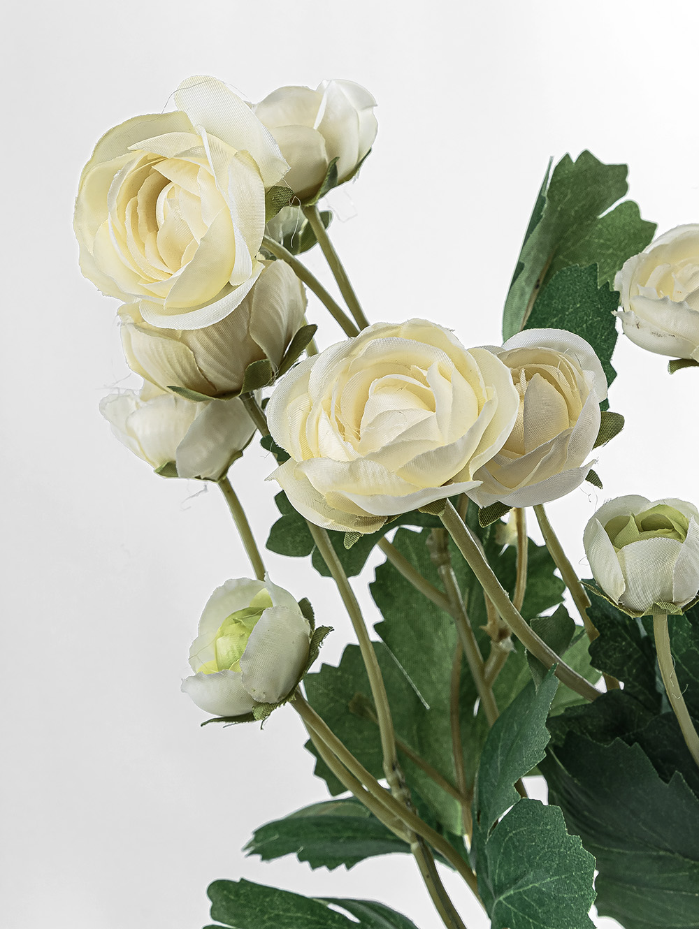 RAN&Uacute;NCULOS BLANCOS image number null