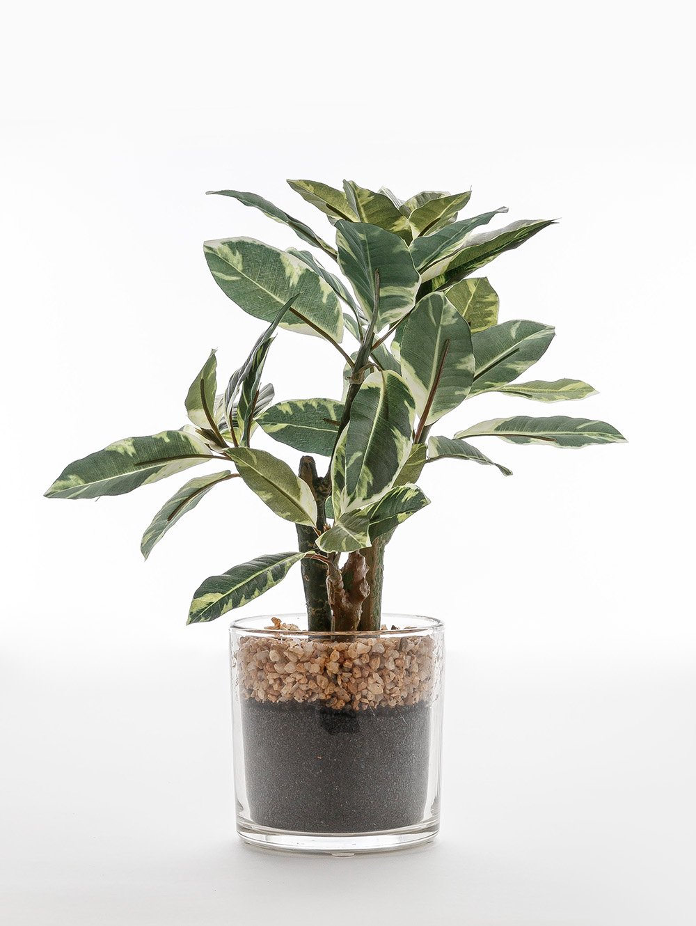 MACETA FICUS ALTISSIMA GLASS image number null