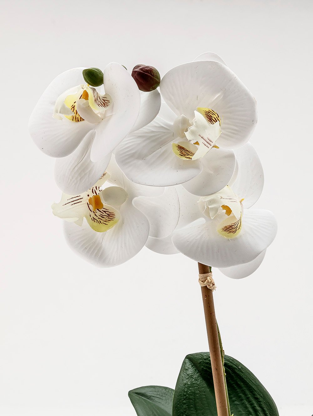ORQUIDEA GIULIA M WHITE image number null