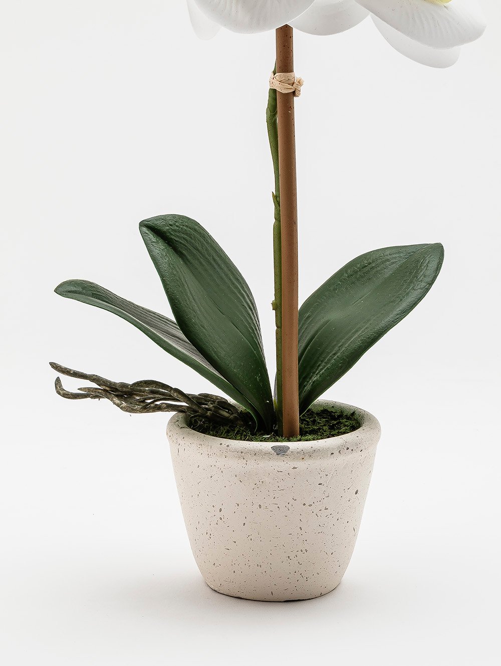 ORQUIDEA GIULIA M WHITE image number null