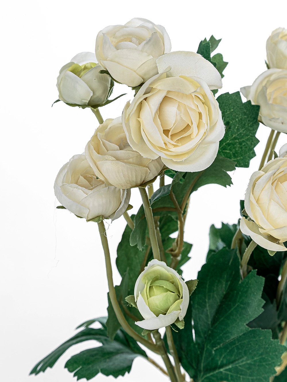 RAN&Uacute;NCULOS BLANCOS image number null