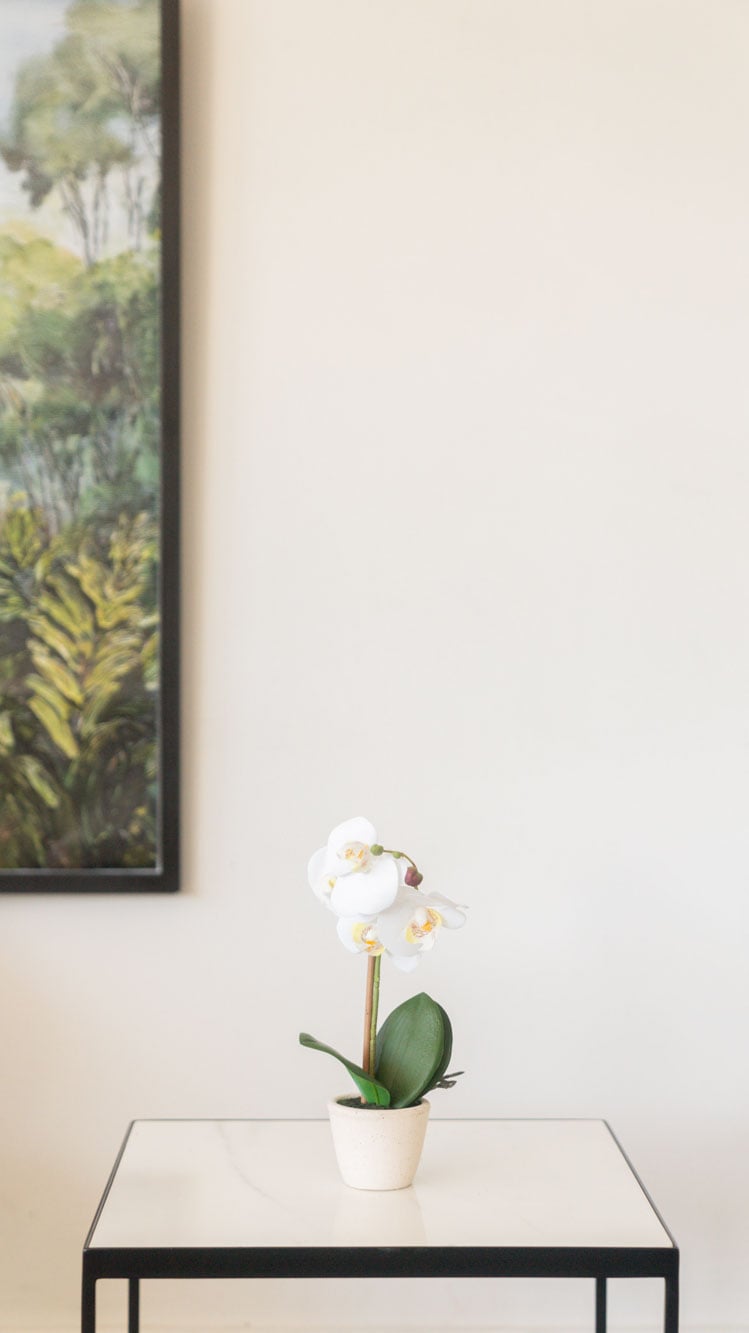 ORQUIDEA GIULIA M WHITE image number null