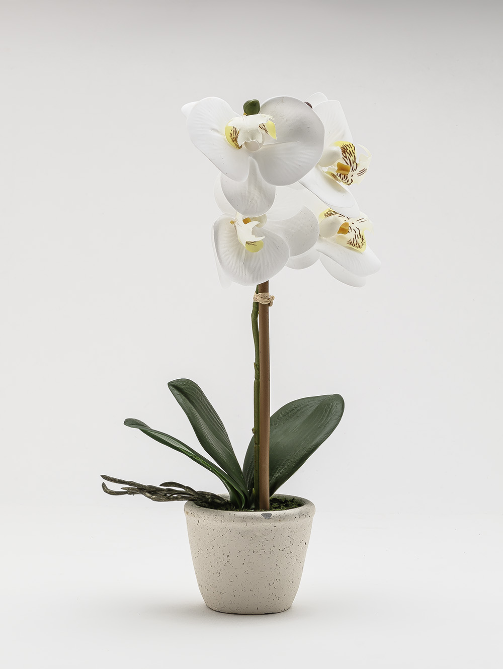 ORQUIDEA GIULIA M WHITE image number null