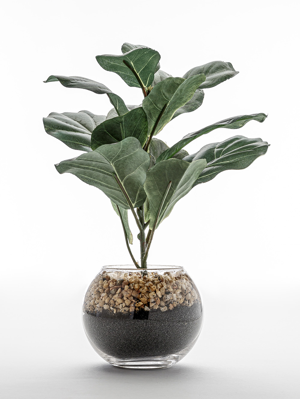 maceta-MACETA FICUS LYRATA GLASS-LC CISNES-2.jpg image number null