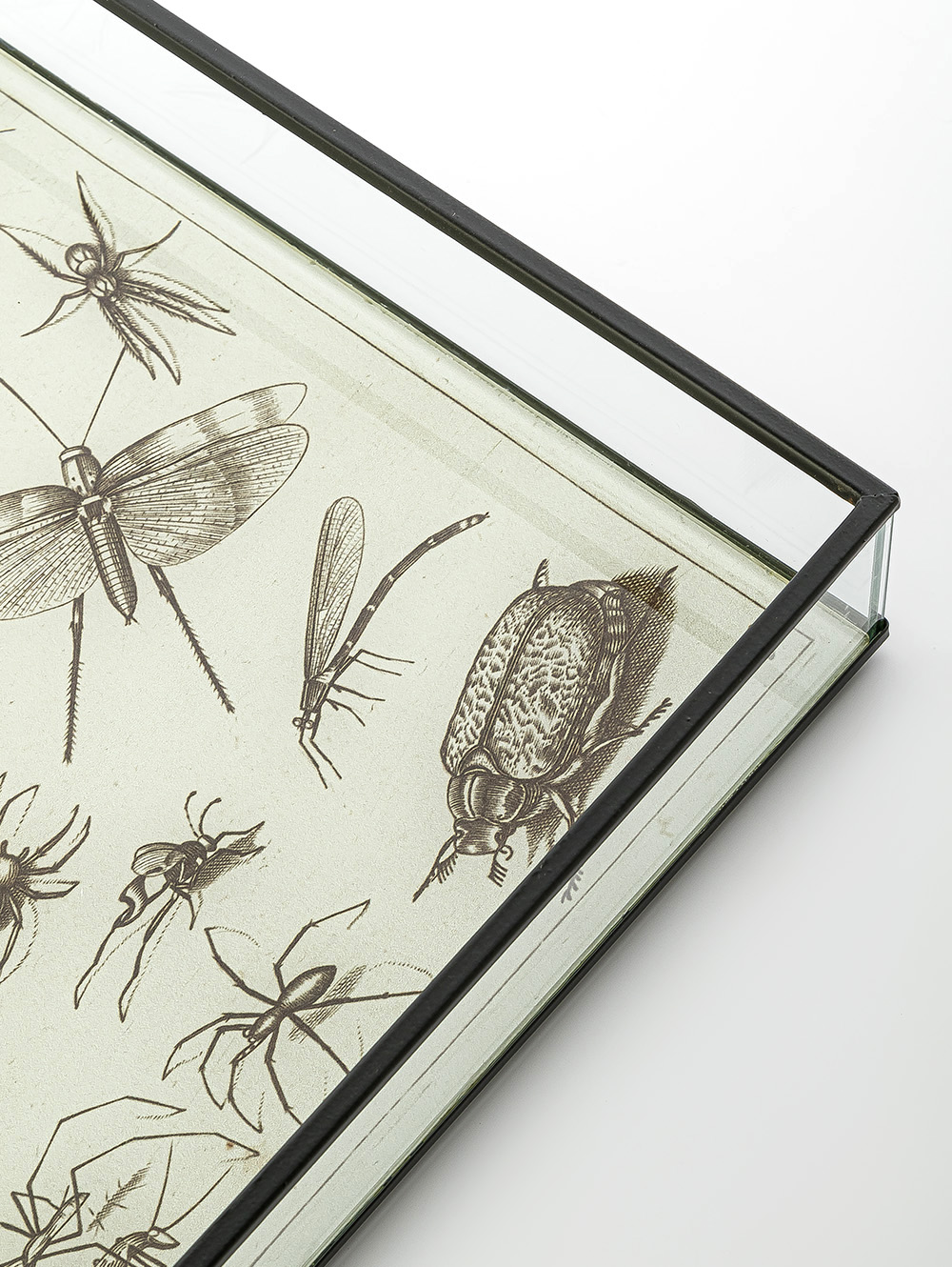 BANDEJA BITELY-TAI-5.jpg image number null