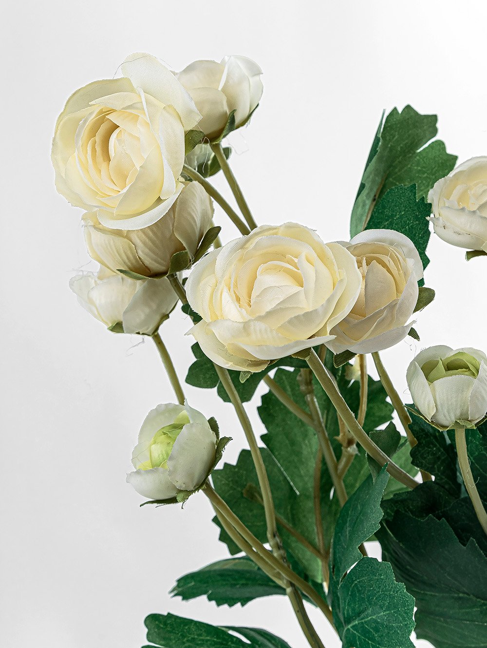 RAN&Uacute;NCULOS BLANCOS image number null