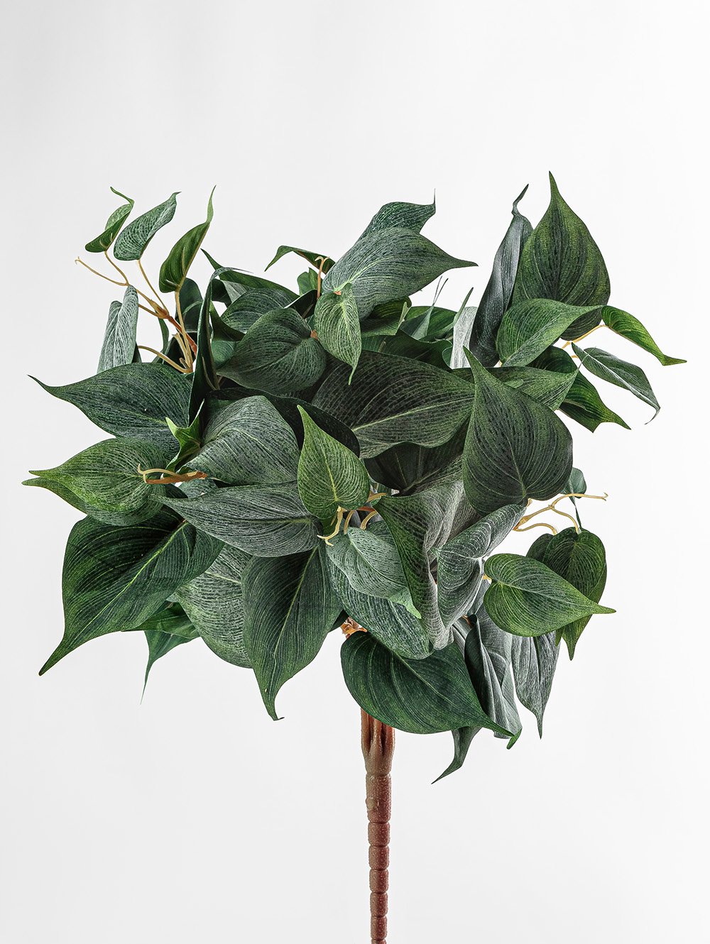 POTUS RAMO image number null